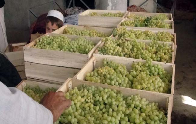 امسال بيش از ٤٠ هزار تُن انگور از کندهار به خارج صادر خواهد شد